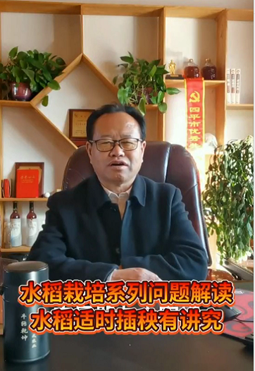 水稻栽培系列——水稻適時(shí)插秧有講究