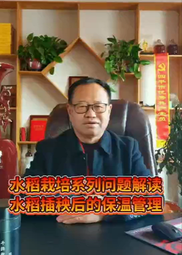 水稻栽培系列--水稻插秧后的保溫管理