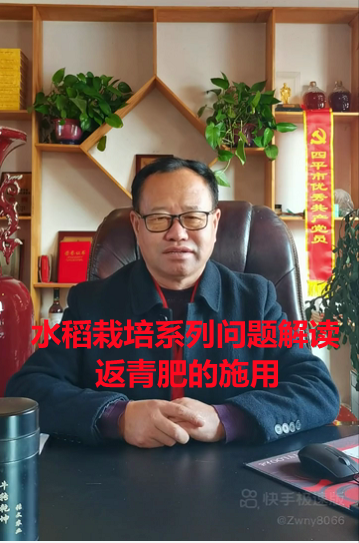 水稻栽培系列--返青肥的施用