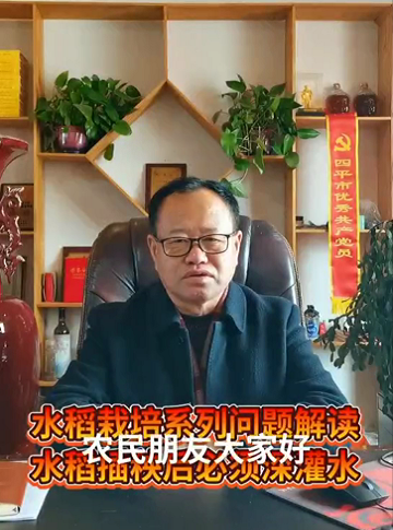 水稻栽培系列——水稻插秧之后必須深灌水